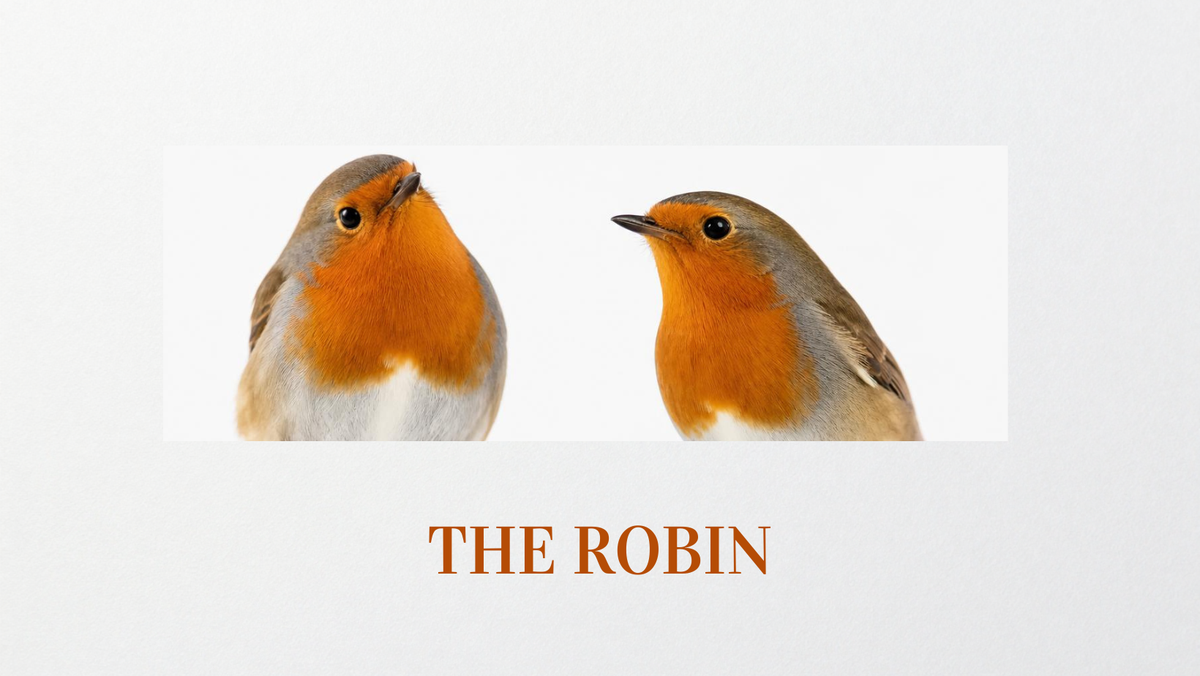 What Does It Mean When You See a Robin? Spiritual Meaning and Symbolism