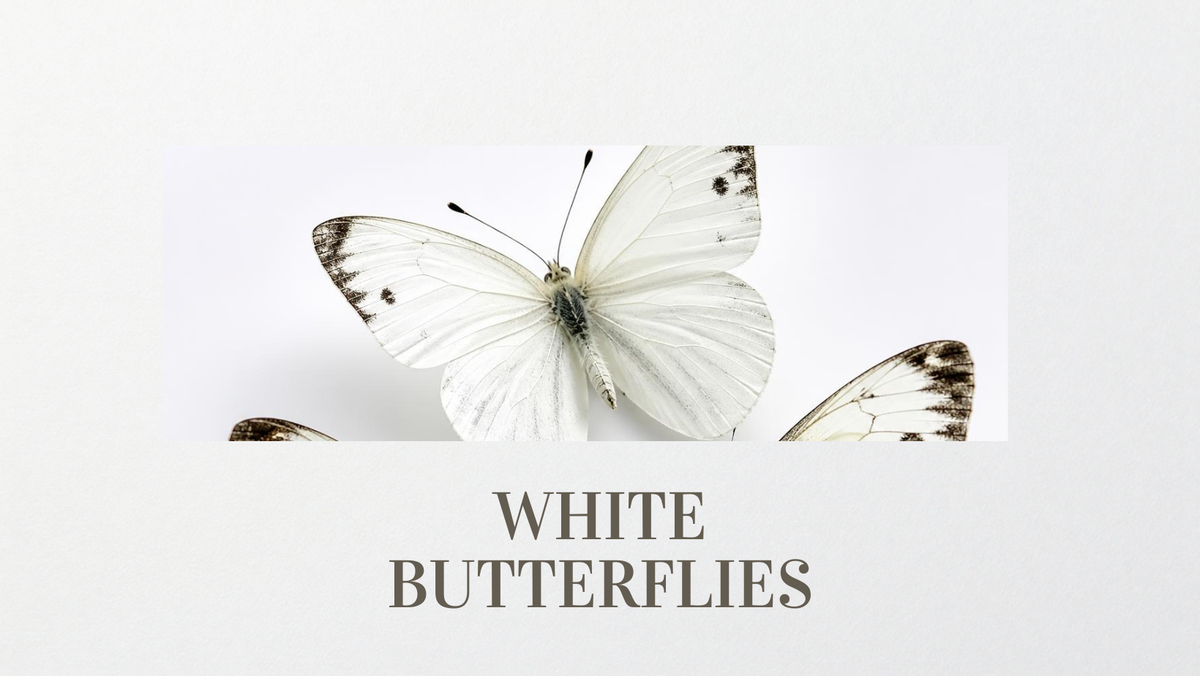 What Does It Mean When You Keep Seeing a White Butterfly?